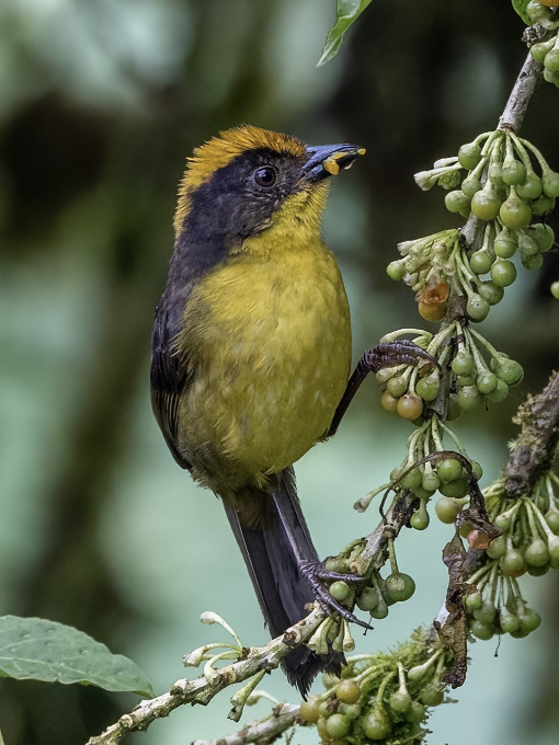 Chocó Brushfinch (matorralero del Chocó) alimentándose de semillas de una planta nativa en la Reserva Yumbo Mashpi
