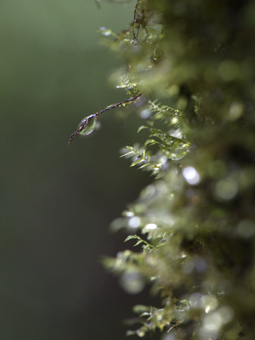 Musgo cubierto de gotas de agua en el bosque nublado de la Reserva Yumbo Mashpi