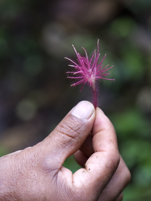 Mano sosteniendo una flor en forma de pluma, de un rosa intenso, en la Reserva Yumbo Mashpi