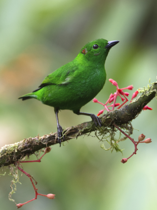 Tangara verde brillante (Chlorochrysa phoenicotis) posada en una rama del bosque nublado