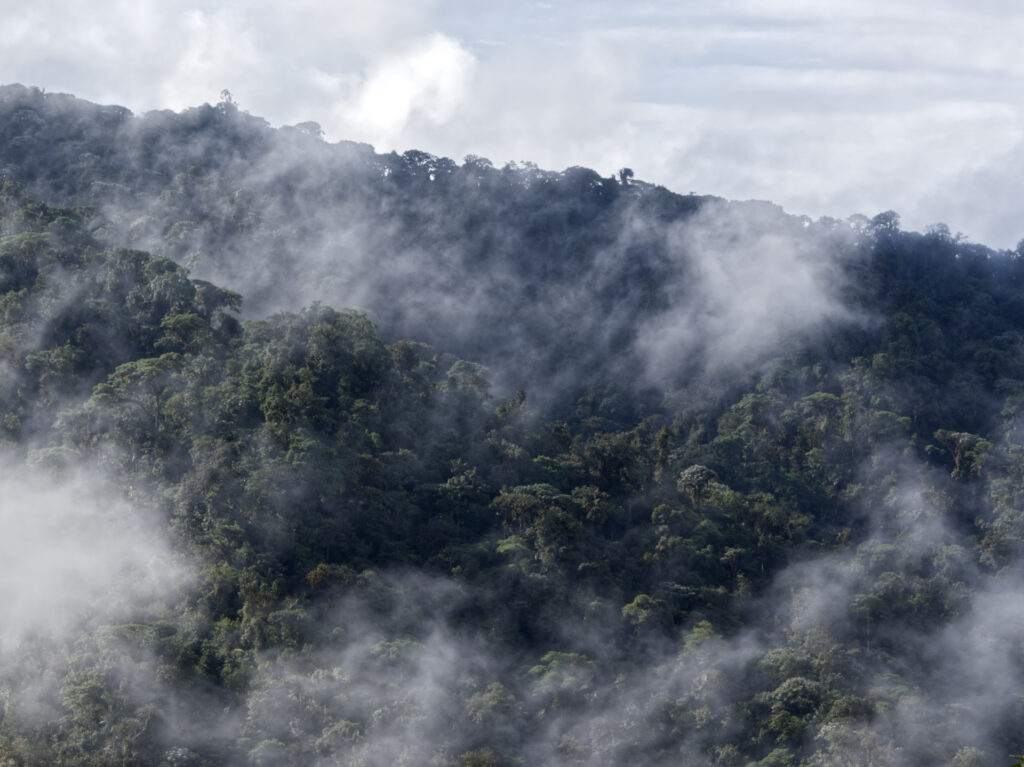 Colina cubierta de bosque nublado con nubes difusas pasando, parte de la Reserva Yumbo Mashpi, vista desde Mashpi Amagusa Lodge