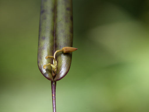 Orquídea de un amarillo dorado intenso, creciendo desde la base de una hoja angosta y erguida, en la Reserva Yumbo Mashpi
