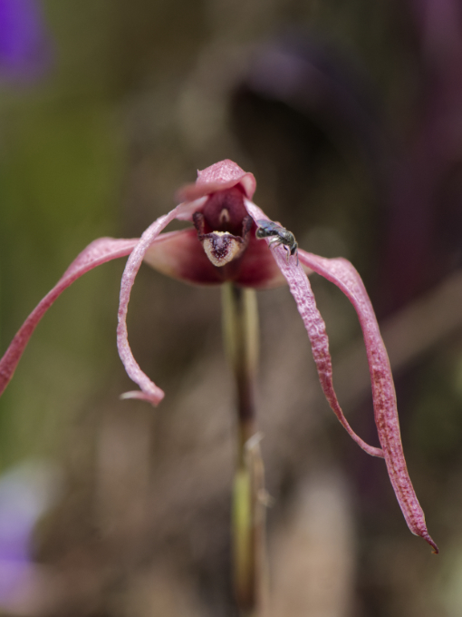 Orquídea color borgoña pálido, de pétalos largos y colgantes, en el bosque nublado de la Reserva Yumbo Mashpi