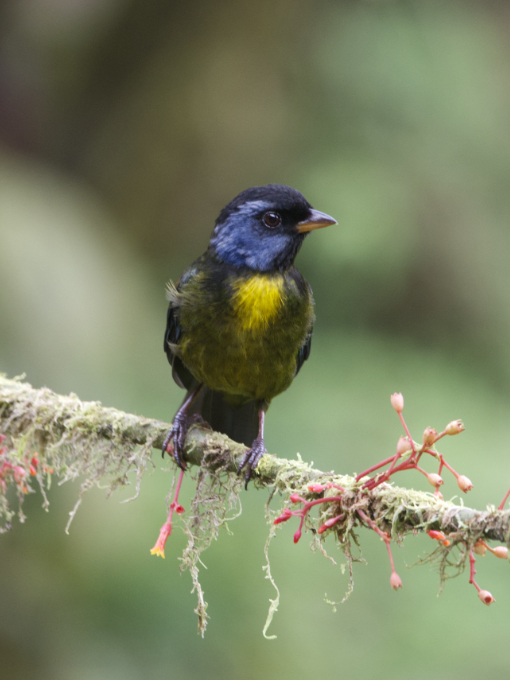 Tangara moteada (Tangara vitriolina) posada en una rama del bosque nublado