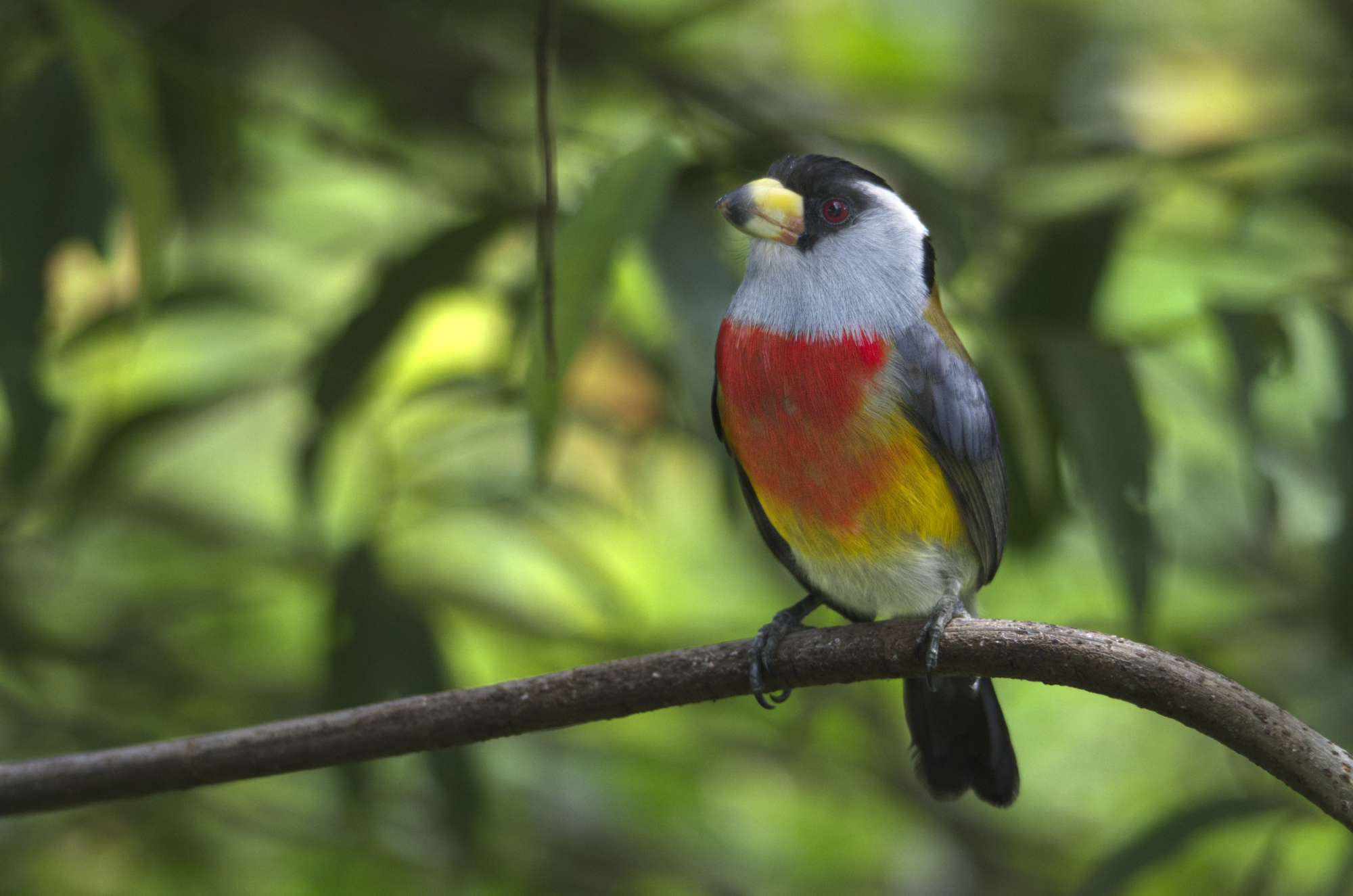 Toucan Barbet (Semnornis ramphastinus), ave mascota de la Fundación Yumbo Mashpi, posado en una rama