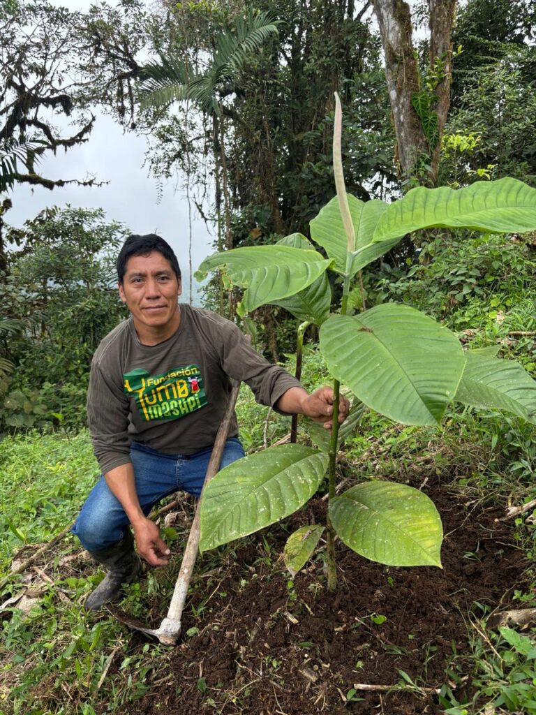 Sergio abonando una Magnolia, especie frecuentemente amenazada en este bosque, en la Reserva Yumbo Mashpi